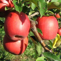 Tüplü Aşılı Geçci Aromatik Kokulu Pink Lady Elma Fidanı