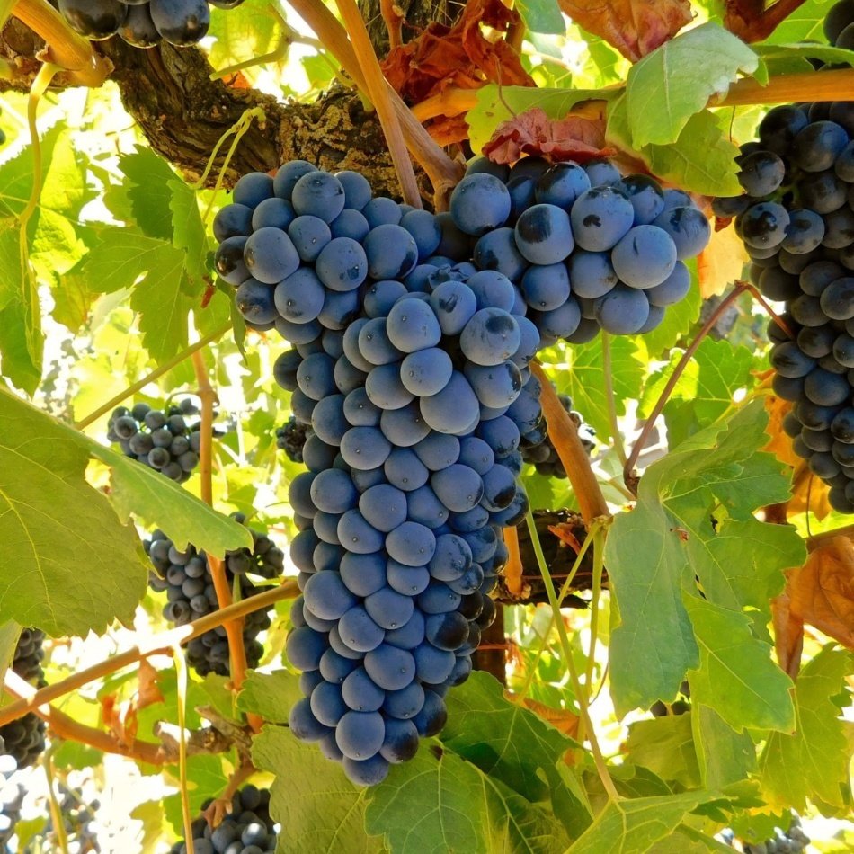 Tüplü Özel Çeşit Alphonso Üzüm Fidanı