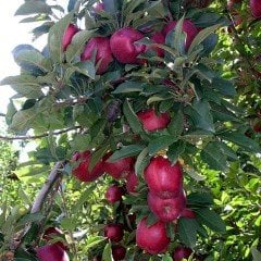 Tüplü Aşılı Bol Verimli Red Chief Kırmızı Elma Fidanı