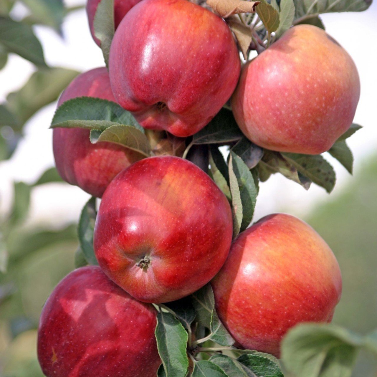Tüplü Aşılı Erkenci Yazlık Summer Red Elma Fidanı