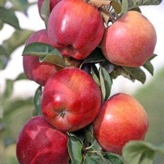 Tüplü Aşılı Erkenci Yazlık Summer Red Elma Fidanı