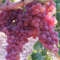 Tüplü Siirt Yüksek Aromalı Tayfi Üzüm Fidanı