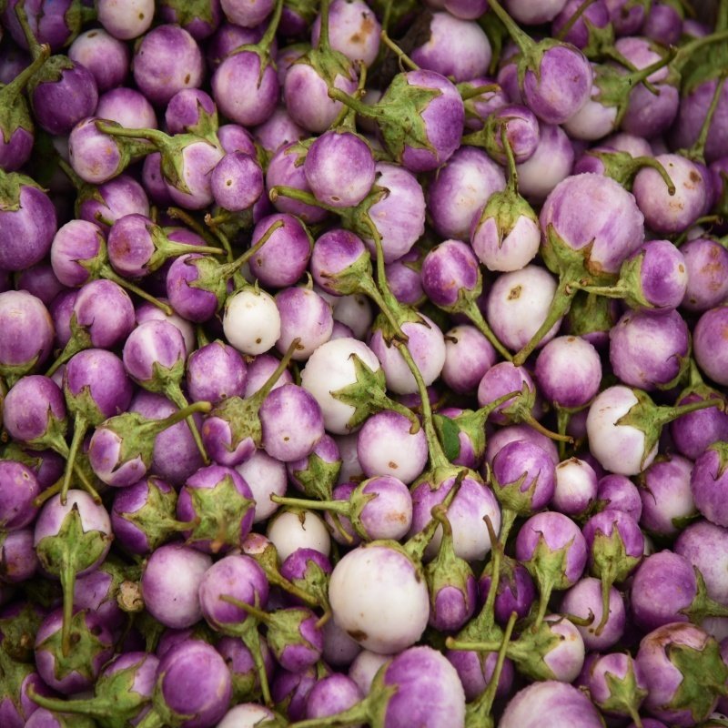 Purple Rosa Bianca Patlıcan Tohumu (18 Adet)
