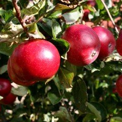 Tüplü Aşılı Sulu Erkenci Early Red One Elma Fidanı