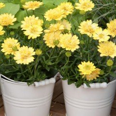 Erato Double Yellow Katmerli Bodrum Papatyası Çiçeği Fidesi (3 adet)