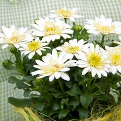 Erato Double Lemon Katlı Bodrum Papatyası Çiçeği Fidesi (3 adet)
