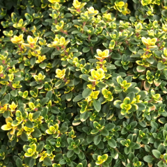 Thymus Citriodorus Limone Saksılık Kekik Fidesi (3 adet)