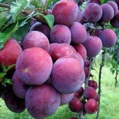 Tüplü Aşılı İri Bol Verimli Formosa Japon Erik Fidanı