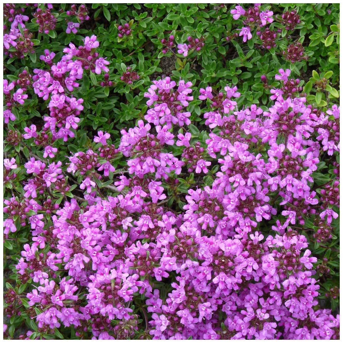 Thymus praecox ‘Purple Beauty’ Yayılıcı Kekik Fidesi (2 adet)