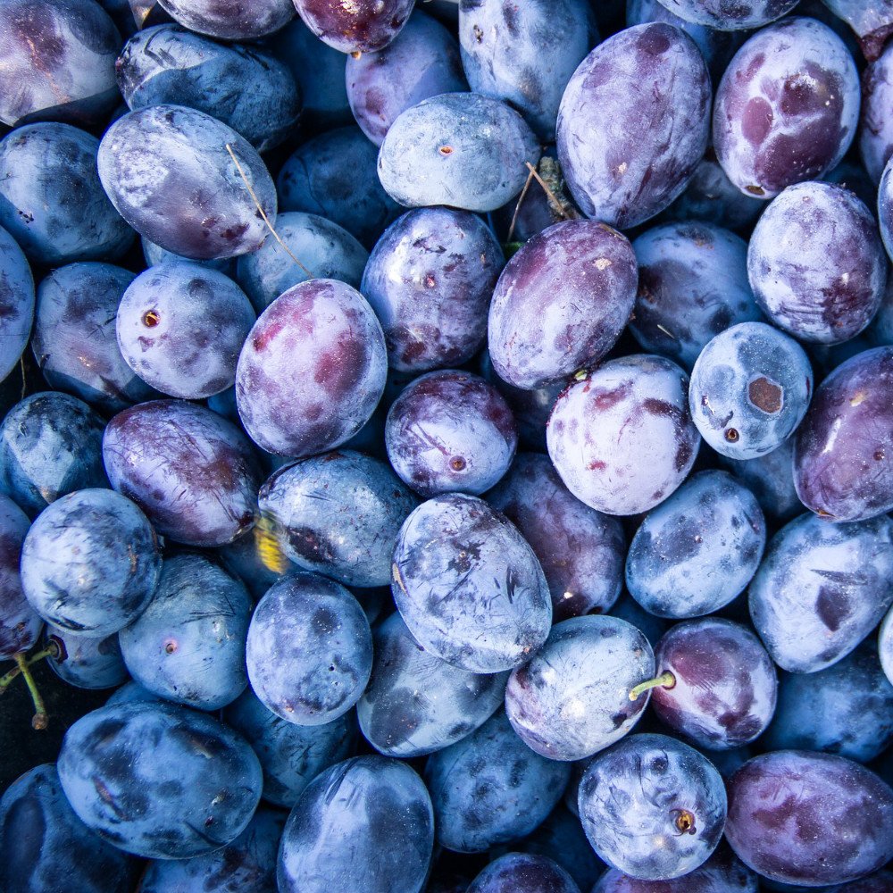 Tüplü Aşılı Geleneksel Aromatik Sofralık Mürdüm Eriği Fidanı