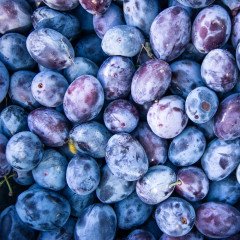 Tüplü Aşılı Geleneksel Aromatik Sofralık Mürdüm Eriği Fidanı