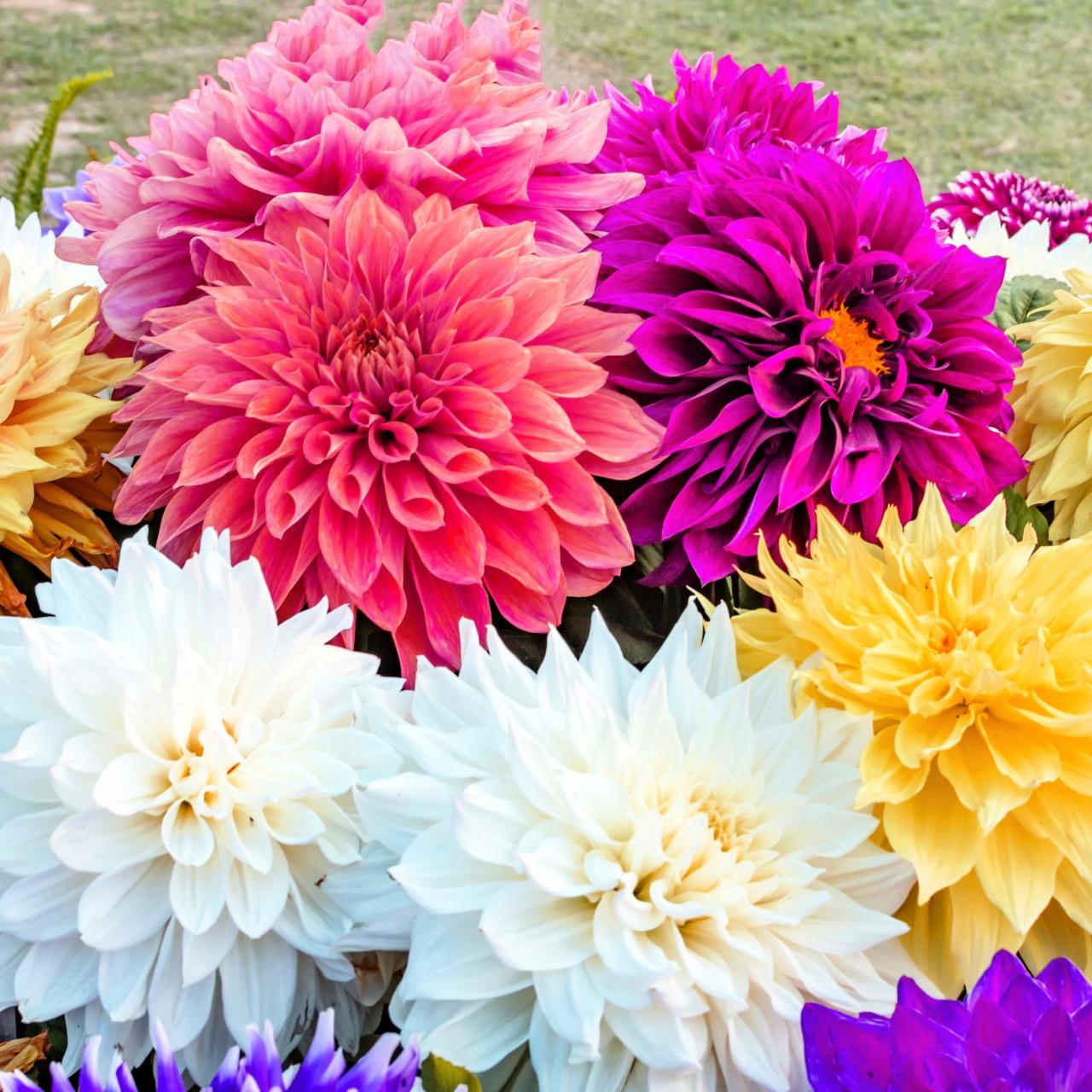 Mixed Dahlia Yıldız Çiçeği Yumrusu (5 adet )