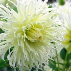 Dev Çiçekli White Lace Dahlia Yıldız Çiçeği Yumrusu (1 adet )