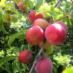 Tüplü Aşılı Aromatik Verimli Laetitia Japon Erik Fidanı