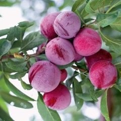 Tüplü Aşılı Verimli Kokulu Santa Rosa Japon Erik Fidanı