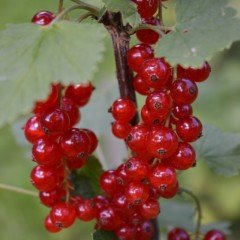 Tüplü Aromatik Red Lake Kırmızı Frenk Üzümü Fidanı