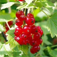 Tüplü Aromatik Rovada Kırmızı Frenk Üzümü Fidanı