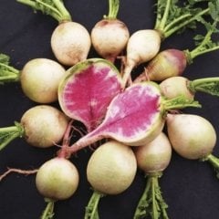 İçi Kırmızı Dışı Beyaz Sulu Watermelon Turp Fidesi (5 adet)