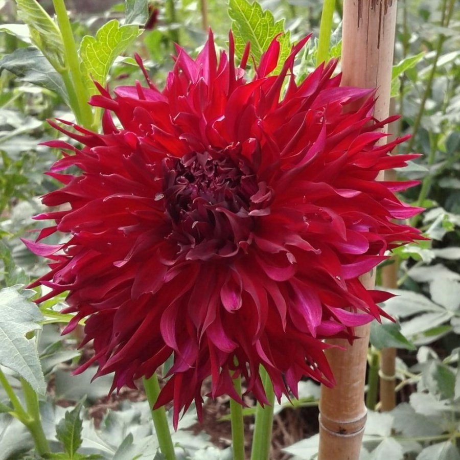Dev Çiçekli Jax Dahlia Yıldız Çiçeği  Yumrusu (1 adet )