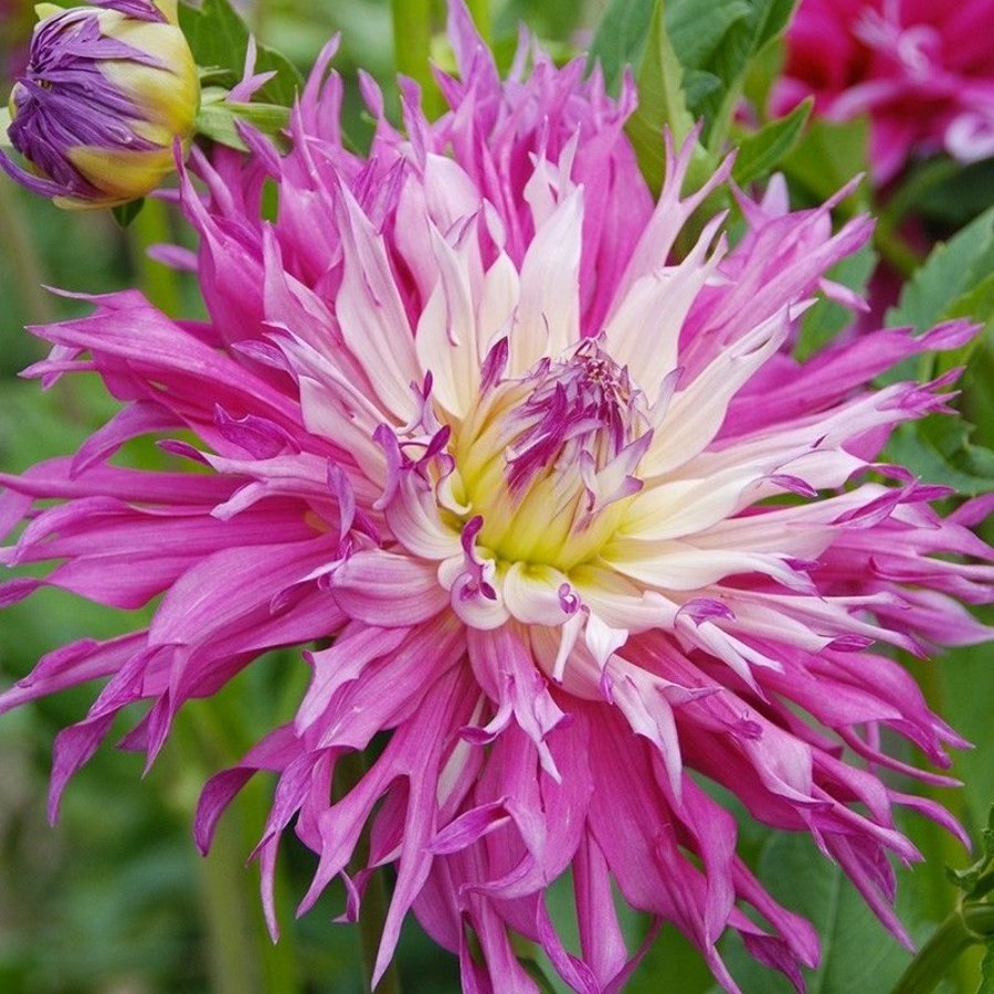Dev Çiçekli Arica Dahlia Yıldız Çiçeği Yumrusu (1 adet )