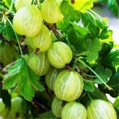 Tüplü Aromatik Sarı Bektaşi Üzümü Fidanı( 5-15 cm)