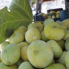 Tüplü Geleneksel Meşhur Beyaz Lop Mut İnciri Fidanı