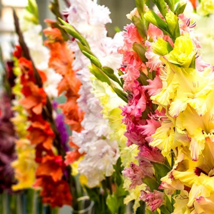 Gladiolus Mixed Swan Karışık Glayör Çiçeği Soğanı (4 adet)