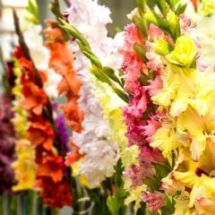 Gladiolus Mixed Swan Karışık Glayör Çiçeği Soğanı (4 adet)