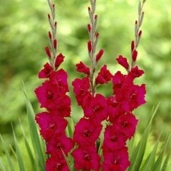 Gladiolus Red Swan Kırmızı Glayör Çiçeği Soğanı (2 adet)