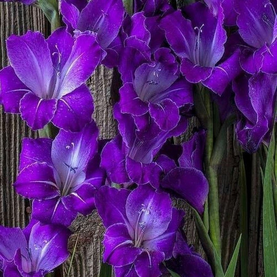 Gladiolus Purple Swan Glayör Çiçeği Soğanı (2 adet)