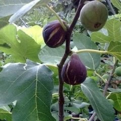 Tüplü Siyah Karadeniz Patlıcan İnciri Fidanı