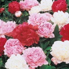 Peonies Festiva Maxima Mix Şakayık Çiçeği Yumrusu(3 Adet)