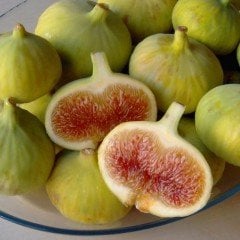 Tüplü Aromalı Nadir Bağdat İnciri Fidanı