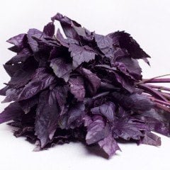 Purple Wings Mor Fesleğen(Reyhan) Fidesi (5 adet)
