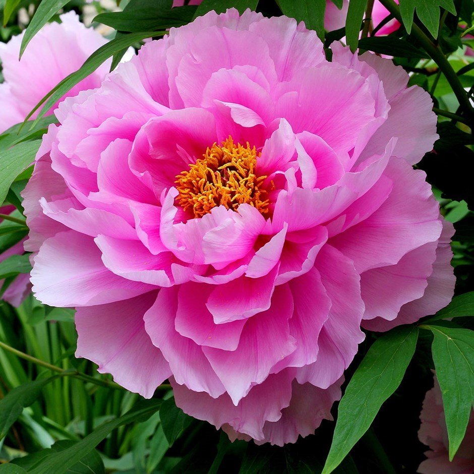 Peonies Festiva Maxima Pink Şakayık Çiçeği Yumrusu(1 Adet)