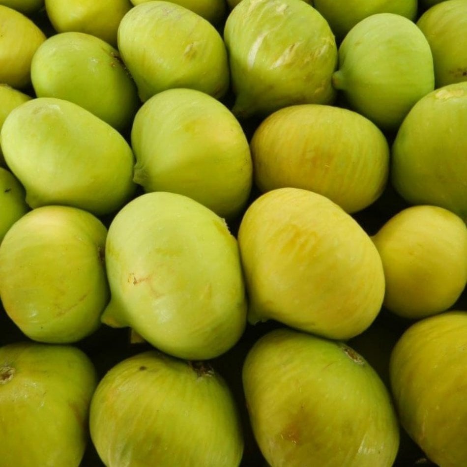 Tüplü Aromalı Beyaz Ballı Silifke İnciri Fidanı