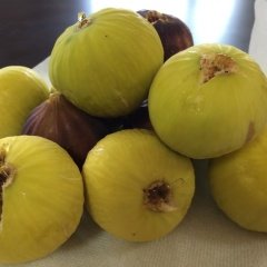 Tüplü Aromalı Beyaz Ballı Silifke İnciri Fidanı