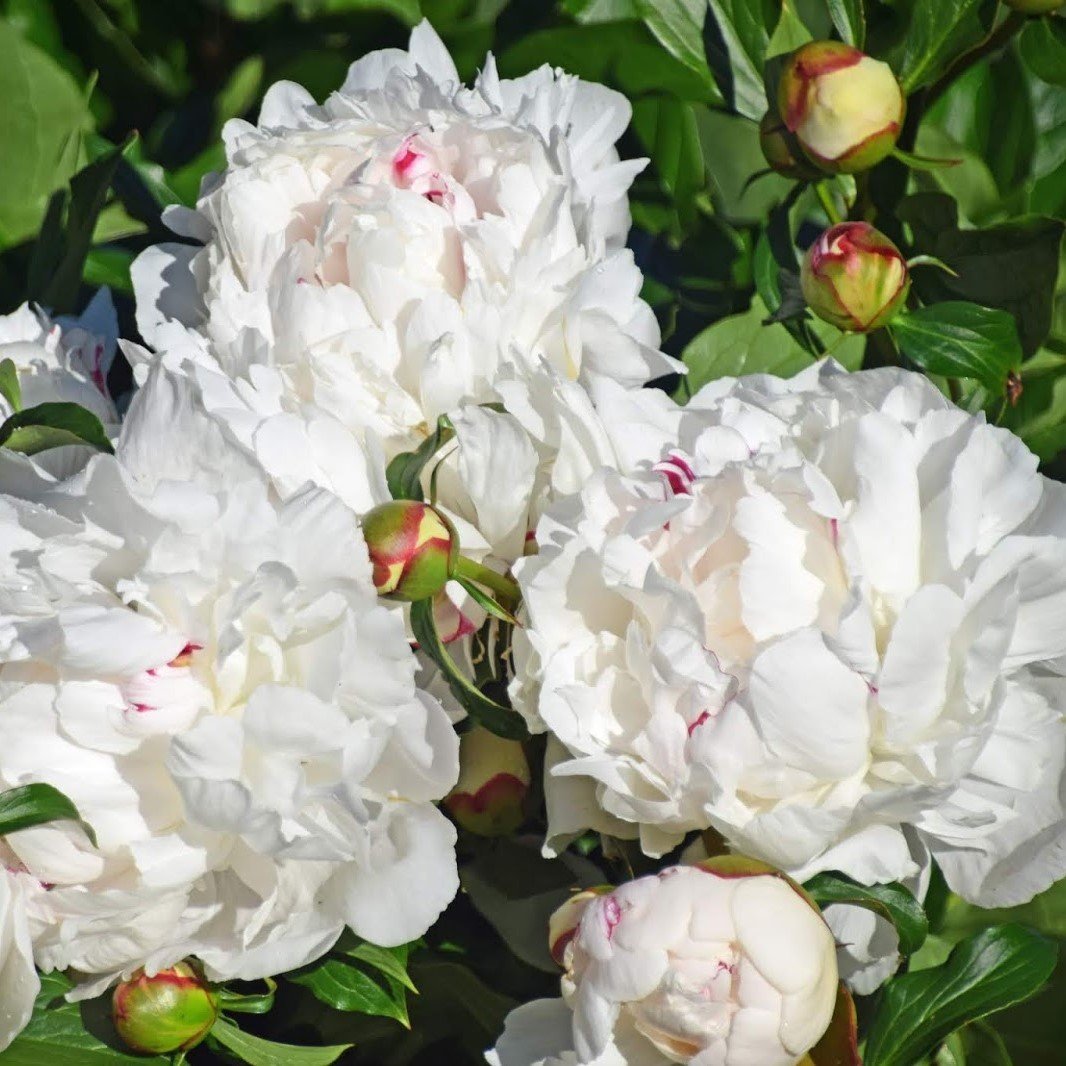 Peonies Festiva Maxima White Şakayık Çiçeği Yumrusu(1 Adet)