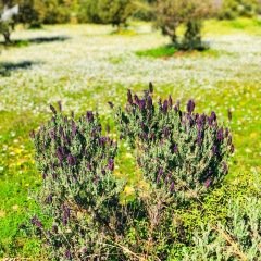 Sigara Bıraktıran Karabaş Otu Fidesi