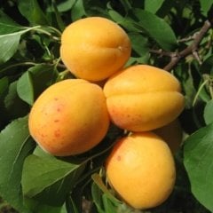 Tüplü Aşılı Erkenci Bol Verimli Ninfa Kayısı Fidanı