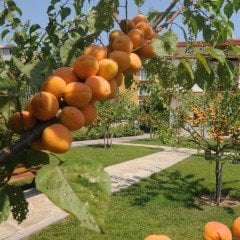 Tüplü Aşılı Çok Yüksek Verimli Bebeco Light Kayısı Fidanı