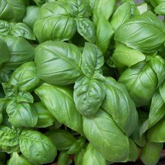 Green Wings Yeşil Yapraklı Fesleğen Fidesi (100 adet)