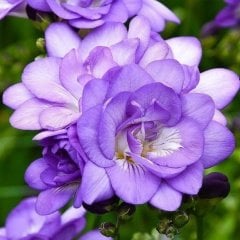 Double Blue Katmerli Frezya Çiçeği Soğanı(5 adet)