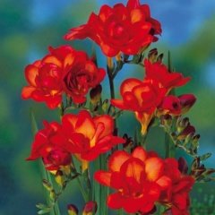 Double Red Katmerli Frezya Çiçeği Soğanı (5 adet)