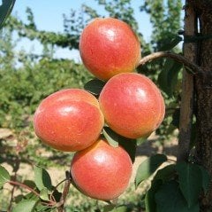 Tüplü Aşılı Bol Verimli Al Yanak (Alkayısı) Kayısı Fidanı