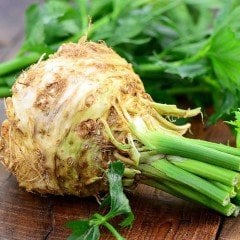 İron Fist Doğal Kereviz Fidesi (5 adet) Sınırlı Stok