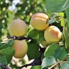 Tüplü Aşılı Malatya Çataloğlu Kayısı Fidanı