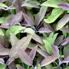 Doğal Mor Ada Çayı Fidesi (Salvia Officinalis 'Purpurmantel') (3 adet)