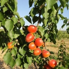 Tüplü Aşılı İri Meyveli Çok Yüksek Verimli Aldeniz Kayısı Fidanı