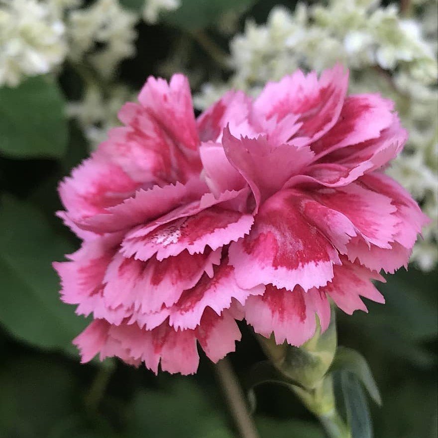 Violet Pembe Kokulu Katmerli Karanfil Çiçeği Fidesi (3 adet)